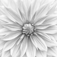 Intricate Black White Dahlia, wall art by Lotte Grønkjær