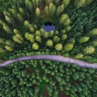 Winding Forest Road, wall art by Ales Krivec