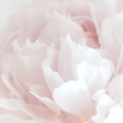 Soft Pink Peony, wall art by Pictufy Studio III