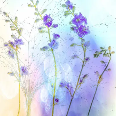 Dreamy Purple Flowers, wall art by Hilda van der Lee