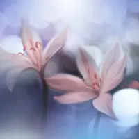 Delicate Pink Blooms, wall art by Juliana Nan