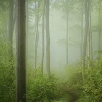 Misty Forest Path, wall art by Norbert Maier