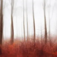 Misty Red Forest, wall art by Gustav Davidsson