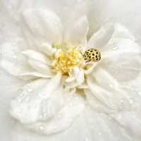 Dewy White Flower Ladybug, wall art by Yvette Depaepe