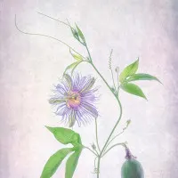 Vibrant Passion Flower, wall art by Catherine Wang