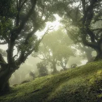 Misty Ancient Forest, wall art by Frans van der Boom
