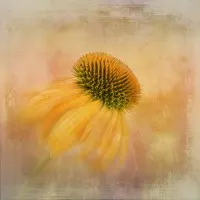 Golden Coneflower Dream, wall art by Gaille Gray