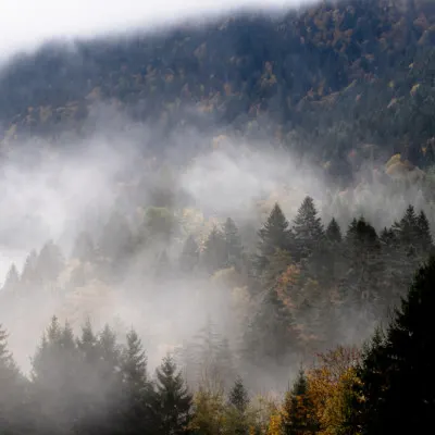 Foggy Woods 9, wall art by Mareike Böhmer
