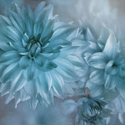 Dreamy Blue Dahlias, wall art by Jacky Parker