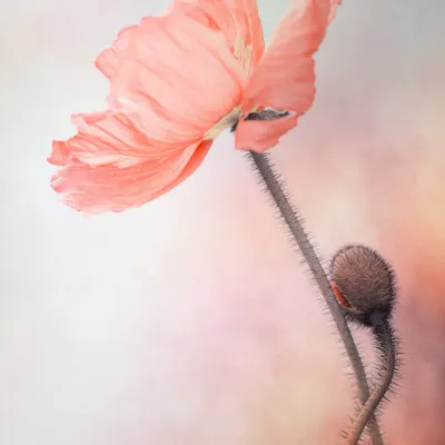 Gentle Pink Poppy, wall art by Lenka
