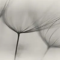Delicate Dandelion Seeds, wall art by Lotte Grønkjær