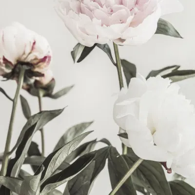 Soft Pink Peonies, wall art by Pictufy Studio III