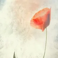 Soft Poppy Bloom, wall art by Gilbert Claes