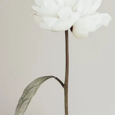 Elegant White Peony, wall art by Pictufy Studio III