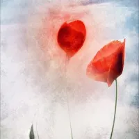 Ethereal Red Poppies, wall art by Gilbert Claes