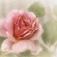 Soft Pink Rose, wall art by Gilbert Claes