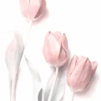 Soft Pink Tulips, wall art by Delphine Devos