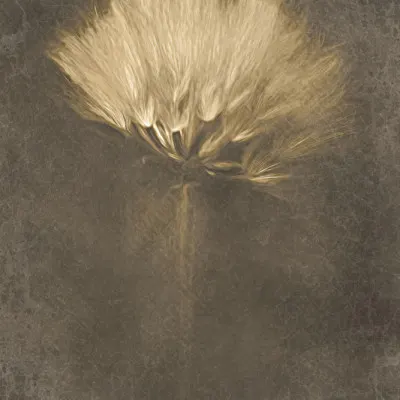 Soft Dandelion Dream, wall art by Cicek Kiral