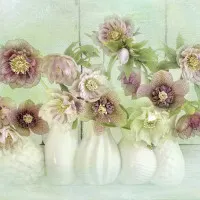 Soft Pink Hellebores, wall art by Jacky Parker
