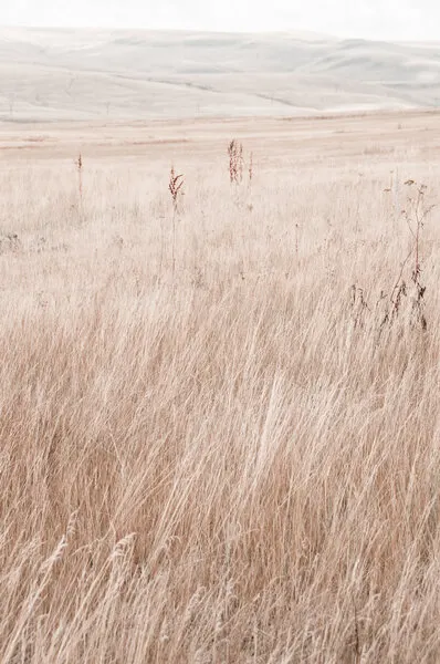 Serene Grassy Field, wall art by Photolovers