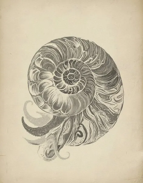Intricate Nautilus Spiral, wall art by Josie George