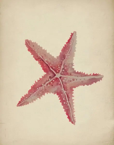 Vintage Pink Starfish, wall art by Josie George