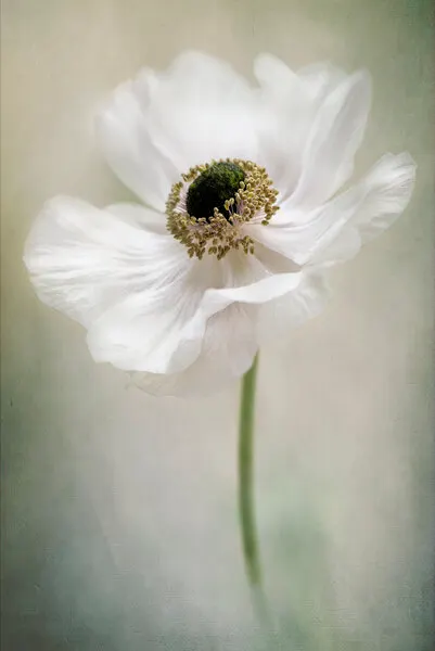 Ethereal White Anemone, wall art by Jacky Parker
