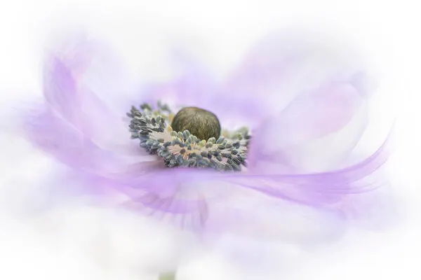 Soft Purple Anemone, wall art by Jacky Parker