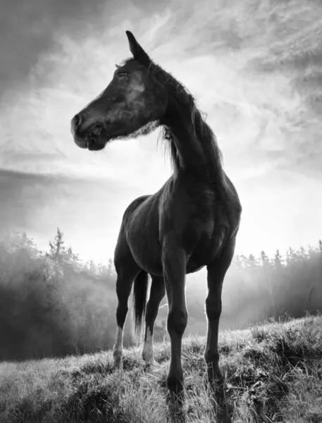 Mystic Stallion Rising, wall art by Alessandro Accordini