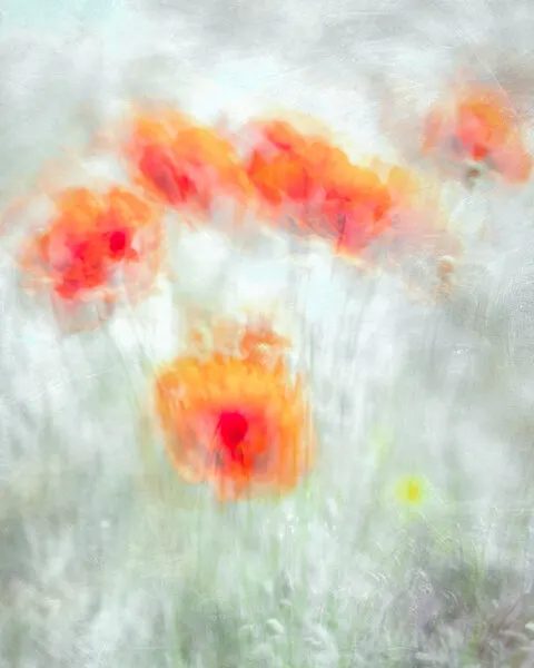 Dreamy Poppy Field, wall art by Majid Behzad