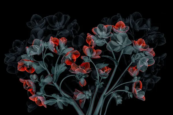 Glowing X-ray Flowers, wall art by Lydia Jacobs