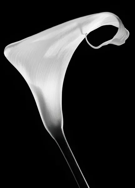 Elegant Calla Lily, wall art by Santiago Pascual Buye