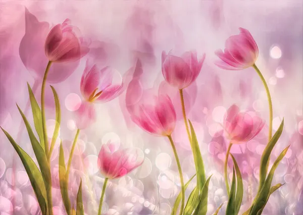 Dreamy Pink Tulips, wall art by Hilda van der Lee