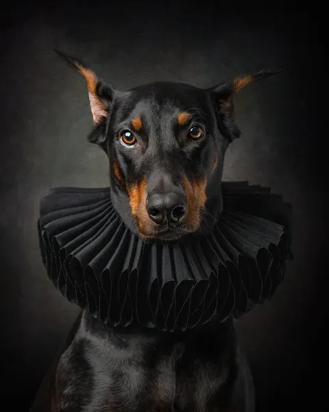 Regal Doberman Portrait, wall art by Noa Nick