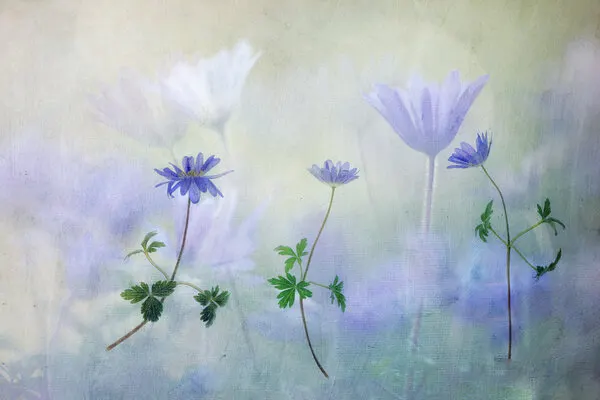 Dreamy Blue Anemones, wall art by Hilda van der Lee