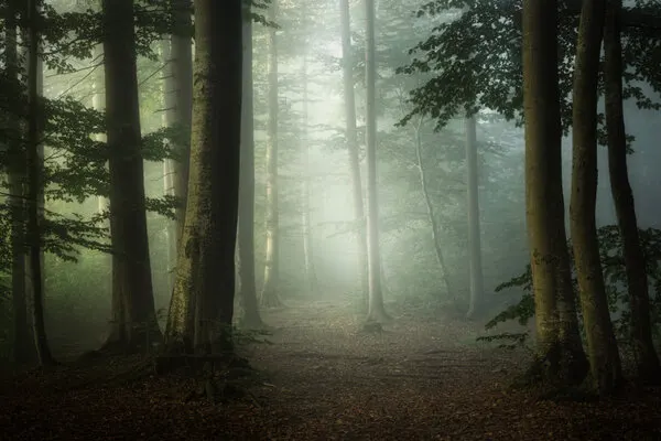 Misty Forest Path, wall art by Norbert Maier