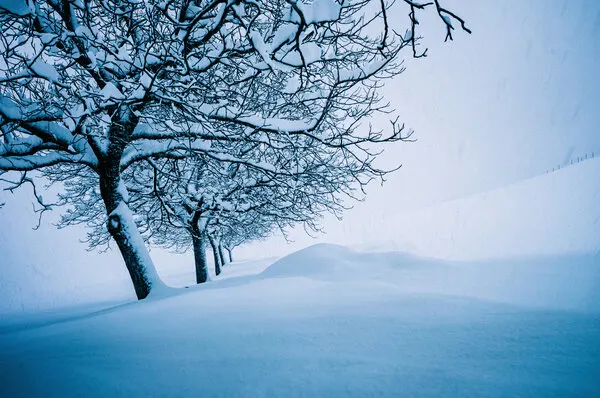Winter Trees in Snow, wall art by Arne Jansen