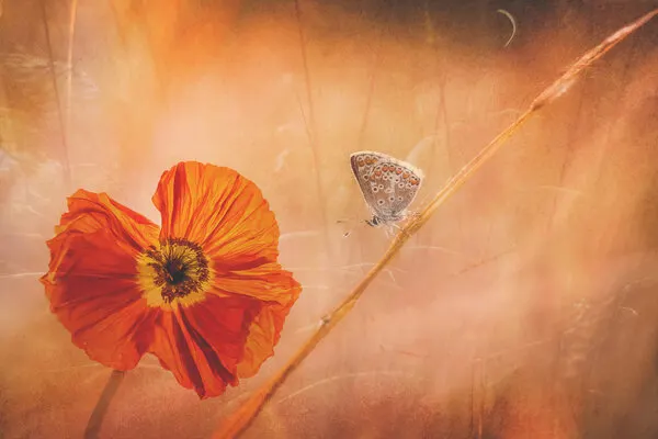 Golden Hour Poppy Butterfly, wall art by Hilda van der Lee