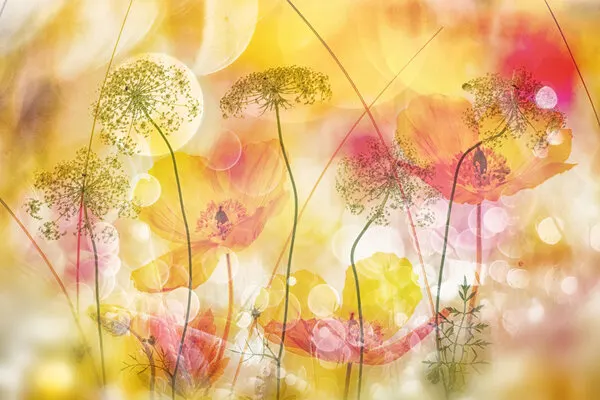 Dreamy Golden Poppies, wall art by Hilda van der Lee