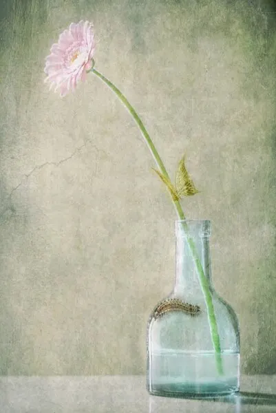 Pink Daisy And Caterpillar, wall art by Delphine Devos