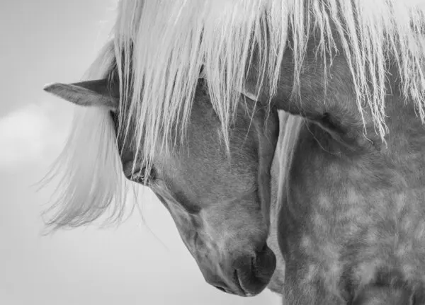 Peaceful Horse Portrait, wall art by Kimberly