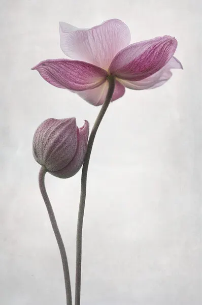 Backlit Pink Anemones, wall art by Lotte Grønkjær