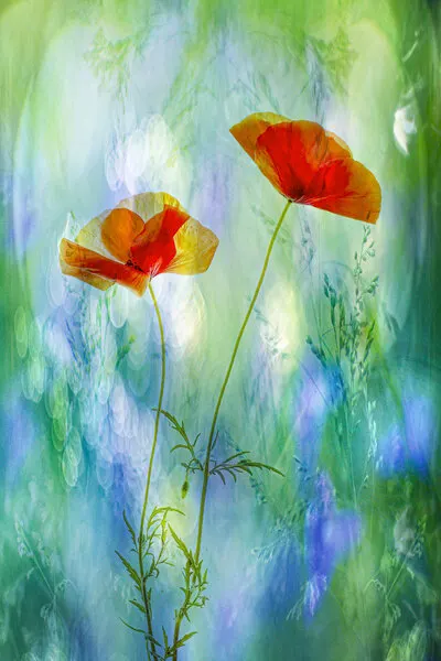 Dreamy Poppies Bloom, wall art by Hilda van der Lee