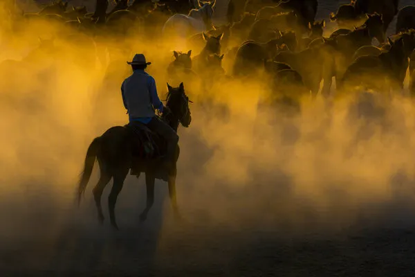 Golden Dust Herding, wall art by Ali Can
