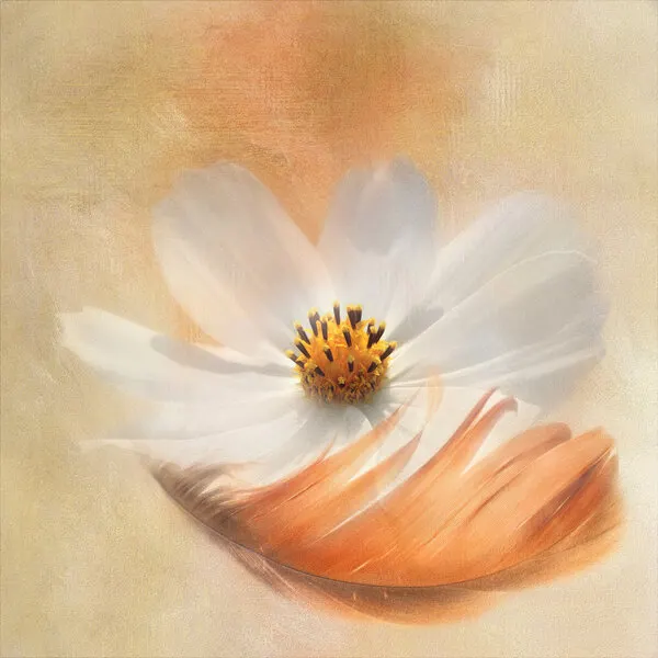 White Cosmos Feather, wall art by Gaille Gray