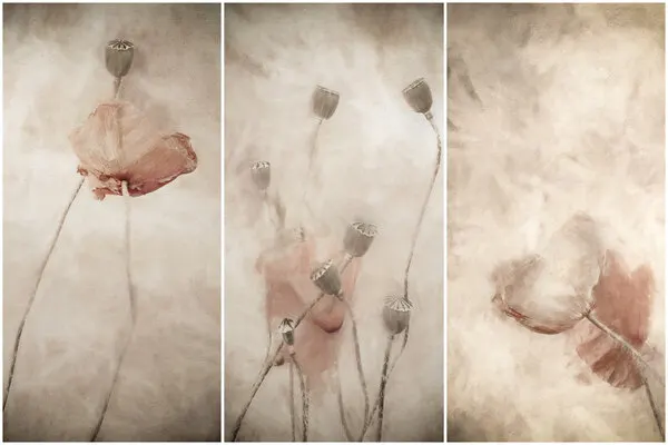 Soft Poppy Blooms, wall art by Gilbert Claes
