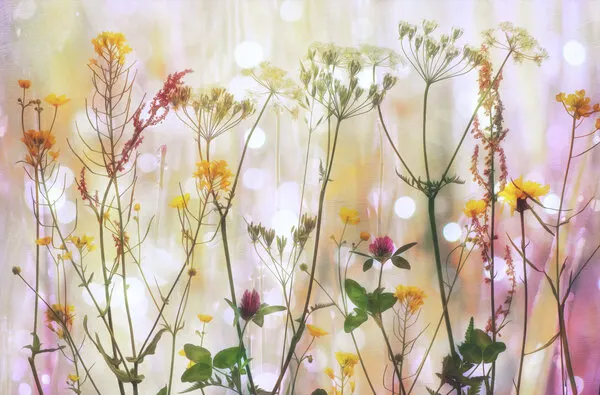 Dreamy Wildflower Meadow, wall art by Hilda van der Lee