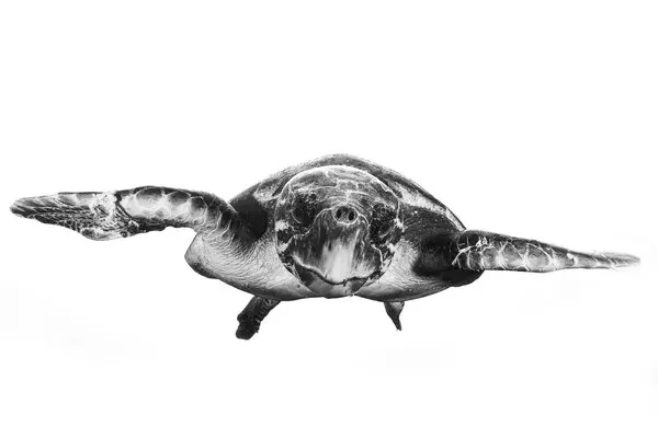Graceful Sea Turtle, wall art by Barathieu Gabriel