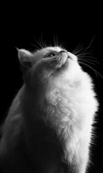 Elegant White Cat Gaze, wall art by Asep Awaludin