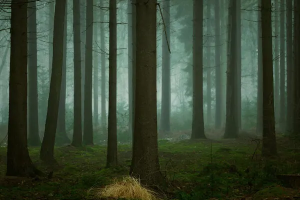 Deep Misty Woods, wall art by Ellen Borggreve